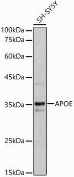 APOE Antibody in Western Blot (WB)