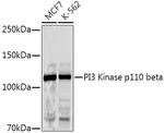 PIK3CB Antibody in Western Blot (WB)