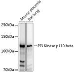 PIK3CB Antibody in Western Blot (WB)