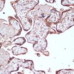 YAP1 Antibody in Immunohistochemistry (Paraffin) (IHC (P))