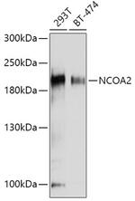 SRC2 Antibody in Western Blot (WB)