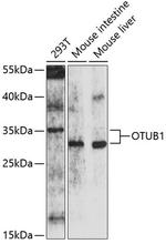 OTUB1 Antibody in Western Blot (WB)