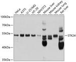 MST3 Antibody in Western Blot (WB)