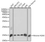 Histone H2A.X Antibody in Western Blot (WB)