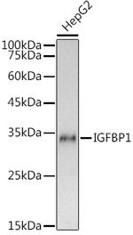 IGFBP-1 Antibody in Western Blot (WB)