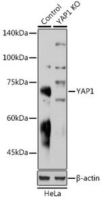 YAP1 Antibody in Western Blot (WB)