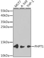 PHPT1 Antibody in Western Blot (WB)