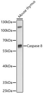 Caspase 8 Antibody in Western Blot (WB)