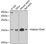 Histone H2A.X Antibody in Western Blot (WB)