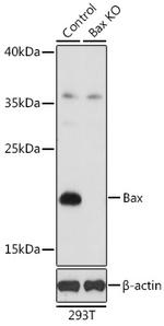 BAX Antibody in Western Blot (WB)