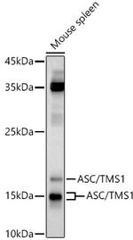 PYCARD Antibody in Western Blot (WB)