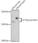 P-Glycoprotein Antibody in Western Blot (WB)