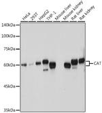 Catalase Antibody in Western Blot (WB)