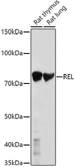 c-Rel Antibody in Western Blot (WB)