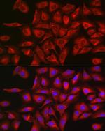 STAT3 Antibody in Immunocytochemistry (ICC/IF)