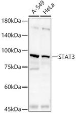 STAT3 Antibody in Western Blot (WB)