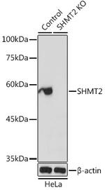 SHMT2 Antibody in Western Blot (WB)