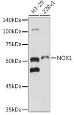 NOX1 Antibody in Western Blot (WB)