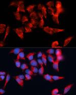 BST-2 Antibody in Immunocytochemistry (ICC/IF)