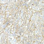 JAM-A (CD321) Antibody in Immunohistochemistry (Paraffin) (IHC (P))