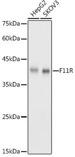 JAM-A (CD321) Antibody in Western Blot (WB)