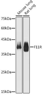 JAM-A (CD321) Antibody in Western Blot (WB)