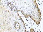 VIP Antibody in Immunohistochemistry (Paraffin) (IHC (P))