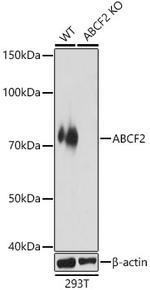 ABCF2 Antibody in Western Blot (WB)