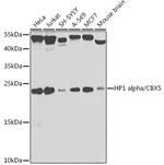 HP1 alpha Antibody in Western Blot (WB)