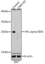 HP1 alpha Antibody in Western Blot (WB)