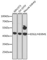 S1P1 Antibody in Western Blot (WB)