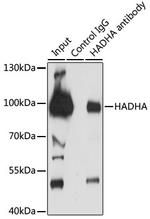 HADHA Antibody in Immunoprecipitation (IP)