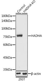 HADHA Antibody