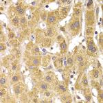 SLUG Antibody in Immunohistochemistry (Paraffin) (IHC (P))