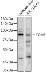 TGM1 Antibody in Western Blot (WB)