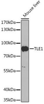 TLE1 Antibody in Western Blot (WB)