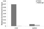 TEF1 Antibody in ChIP Assay (ChIP)