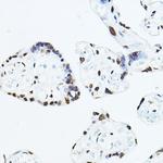 TEF1 Antibody in Immunohistochemistry (Paraffin) (IHC (P))