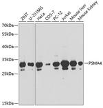 PSMA4 Antibody in Western Blot (WB)