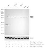 TRIM21 Antibody in Western Blot (WB)