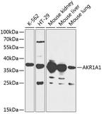 AKR1A1 Antibody in Western Blot (WB)