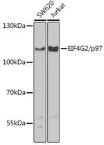 DAP5 Antibody in Western Blot (WB)