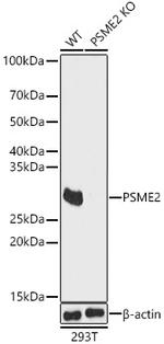 PSME2 Antibody in Western Blot (WB)