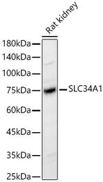 SLC34A1 Antibody in Western Blot (WB)