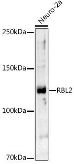 p130 Antibody in Western Blot (WB)