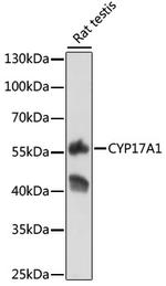 CYP17A1 Antibody in Western Blot (WB)