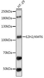 EZH2 Antibody in Western Blot (WB)