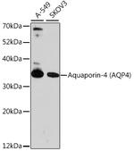 Aquaporin 4 Antibody in Western Blot (WB)