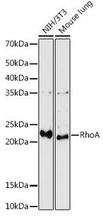 RhoA Antibody in Western Blot (WB)