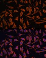 NDUFA4L2 Antibody in Immunocytochemistry (ICC/IF)